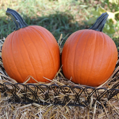 Picture of Pumpkin Mischief F1